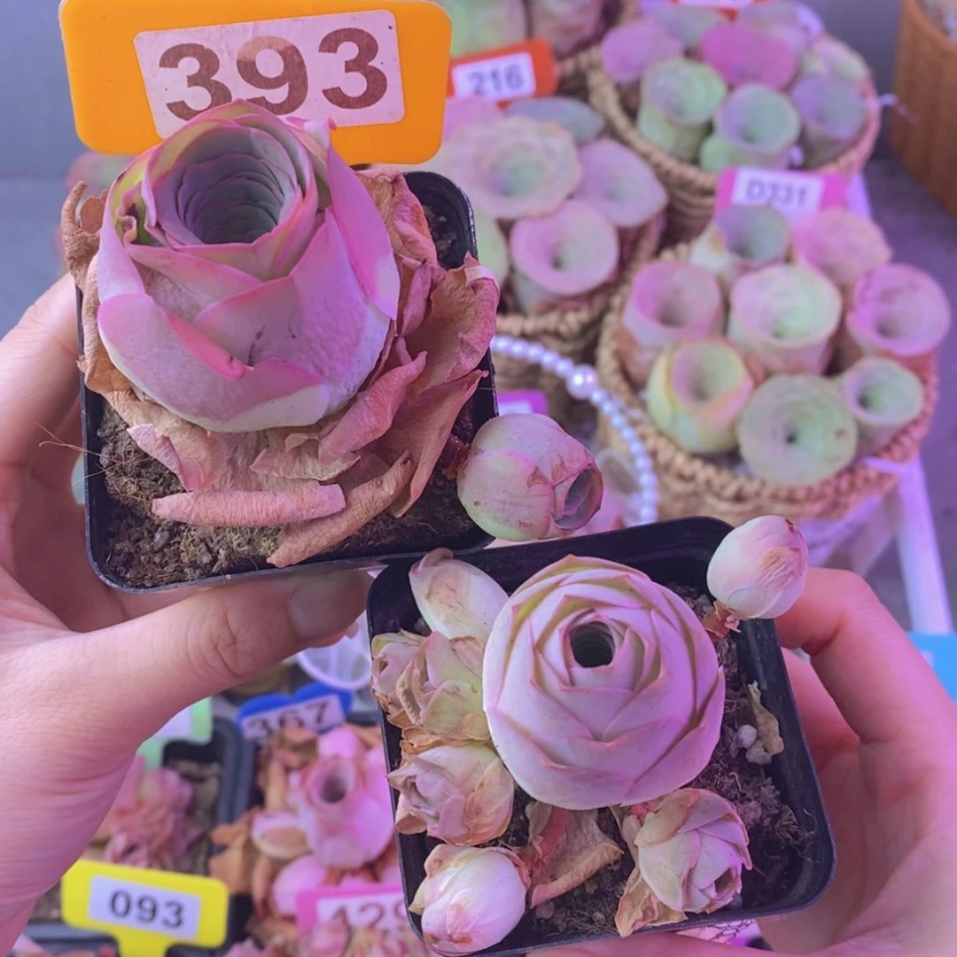 粉红舞鞋加姝帕玫瑰组合393
