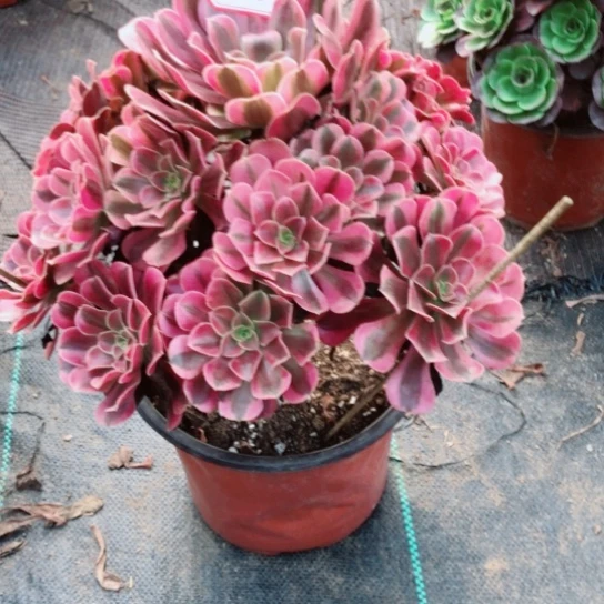 呦***爱无花朵美杜莎法师多肉植物45号