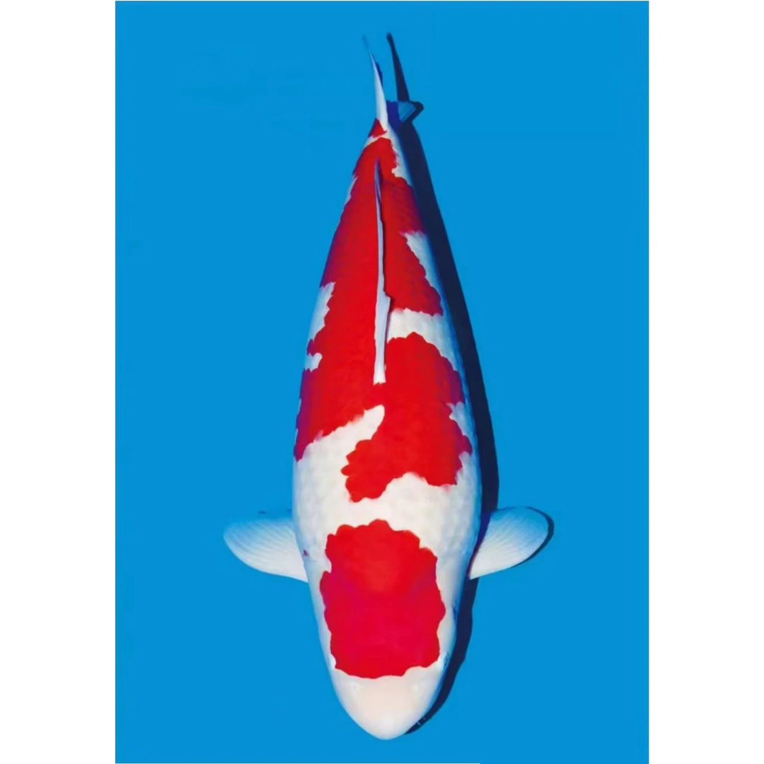 【顺丰包邮包损】精品观赏鱼锦鲤好养耐活