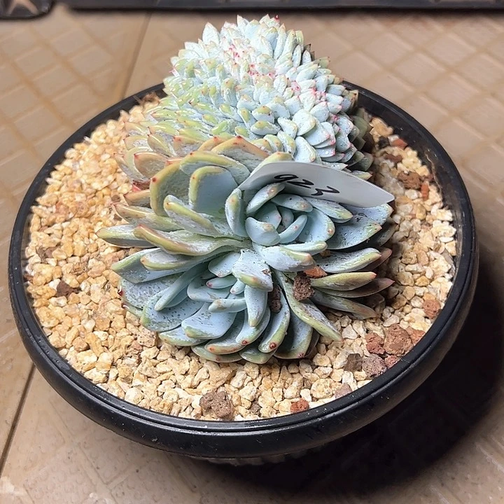 柳****园923////////////////