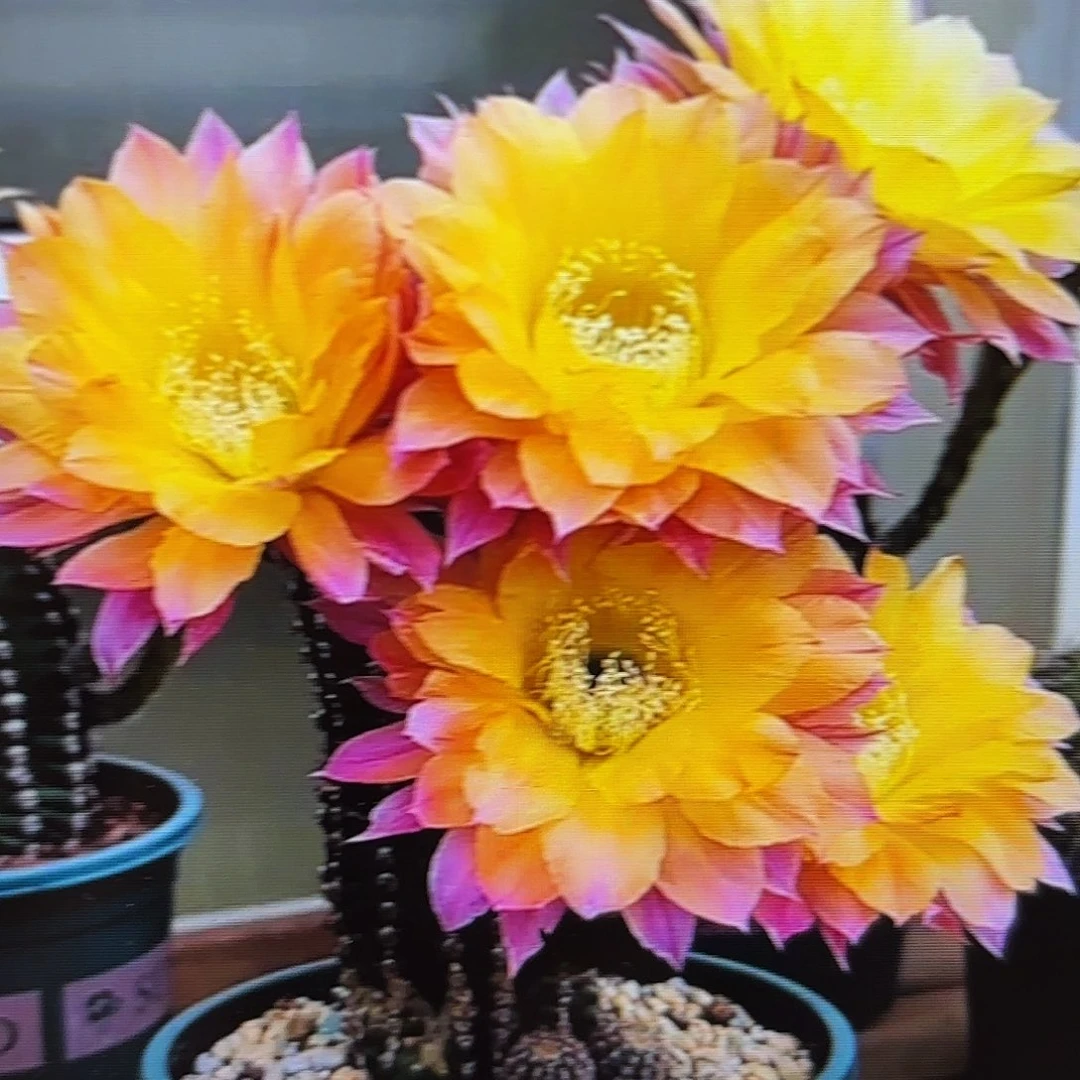 激流彩侧牙20包邮7