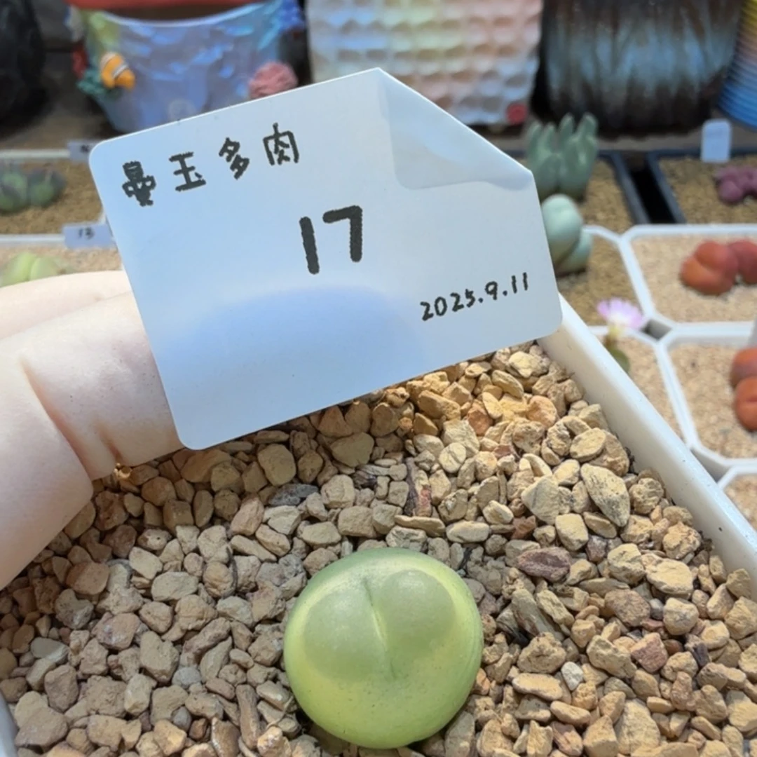 大***大多肉多肉多肉9.11-017