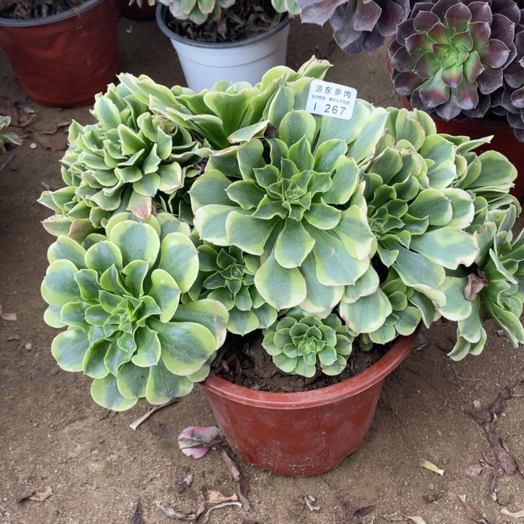 267绿豆多肉法师断枝不包