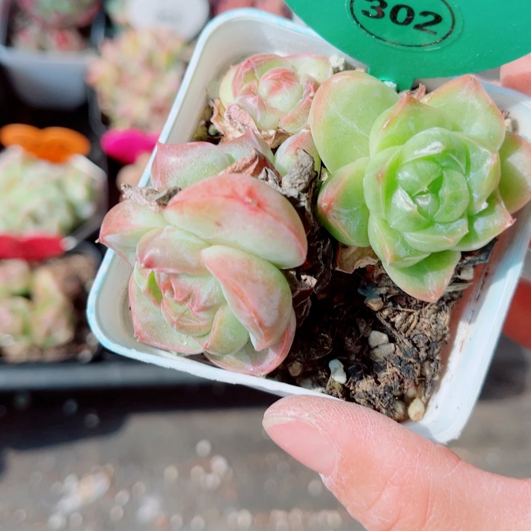 美***夕302号小老桩珍妮群