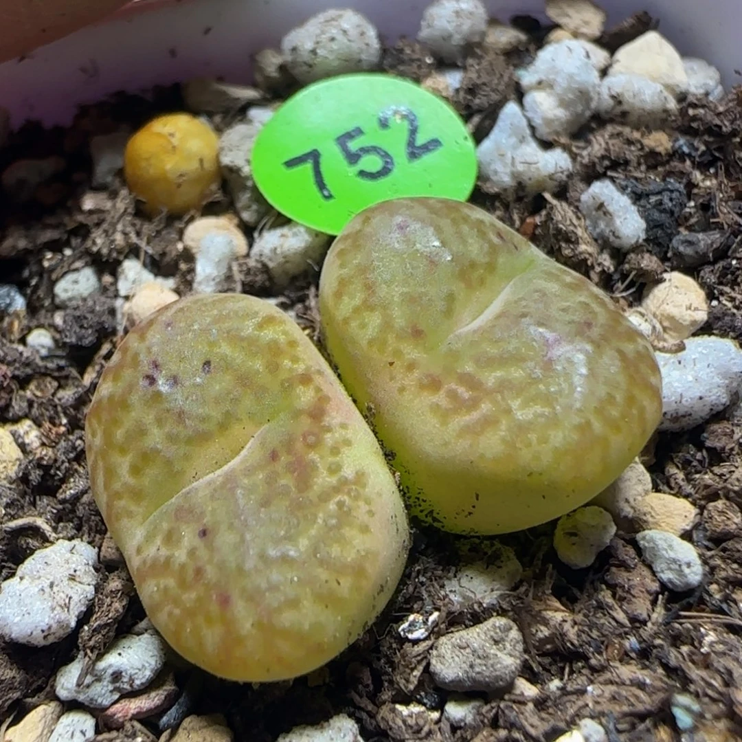 泡泡杂交多肉植物752