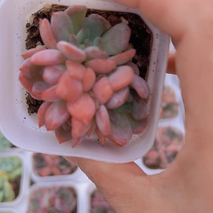 全明星群19包邮多肉植物