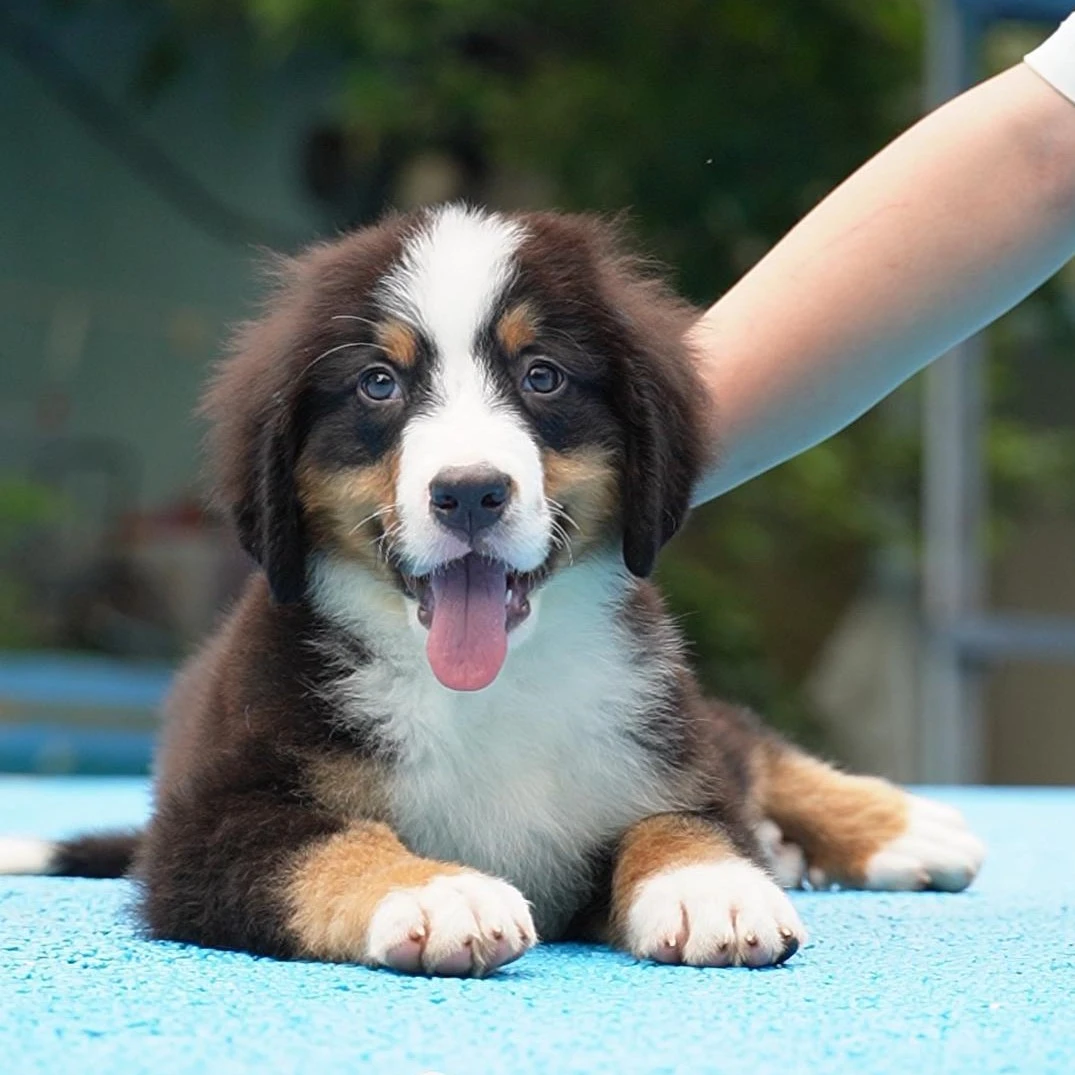0912拍摄1号伯恩山狗狗幼犬宠物弟弟①8.14②8.30