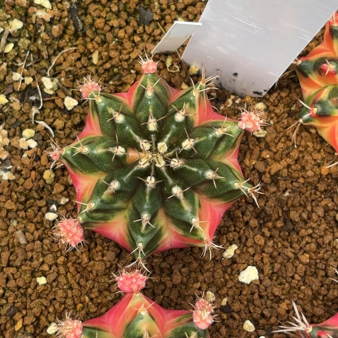 _***e泰国米哈K322-0711 四月4cm