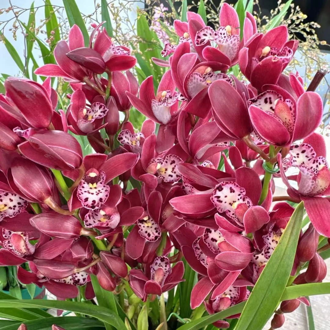 紫霞仙子蕙兰桌面款5花剑起适合办公室客厅好养高端兰花