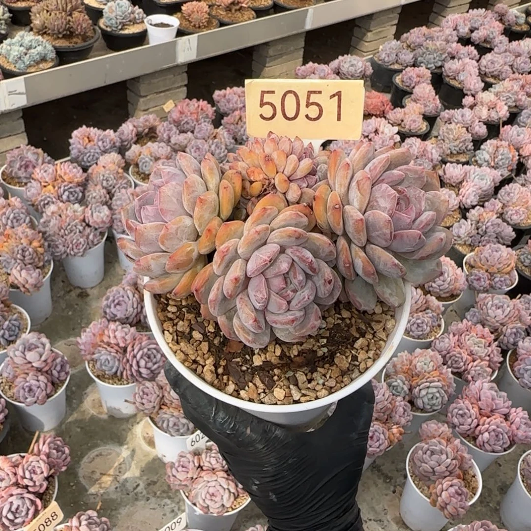 *****星影。     5051号。