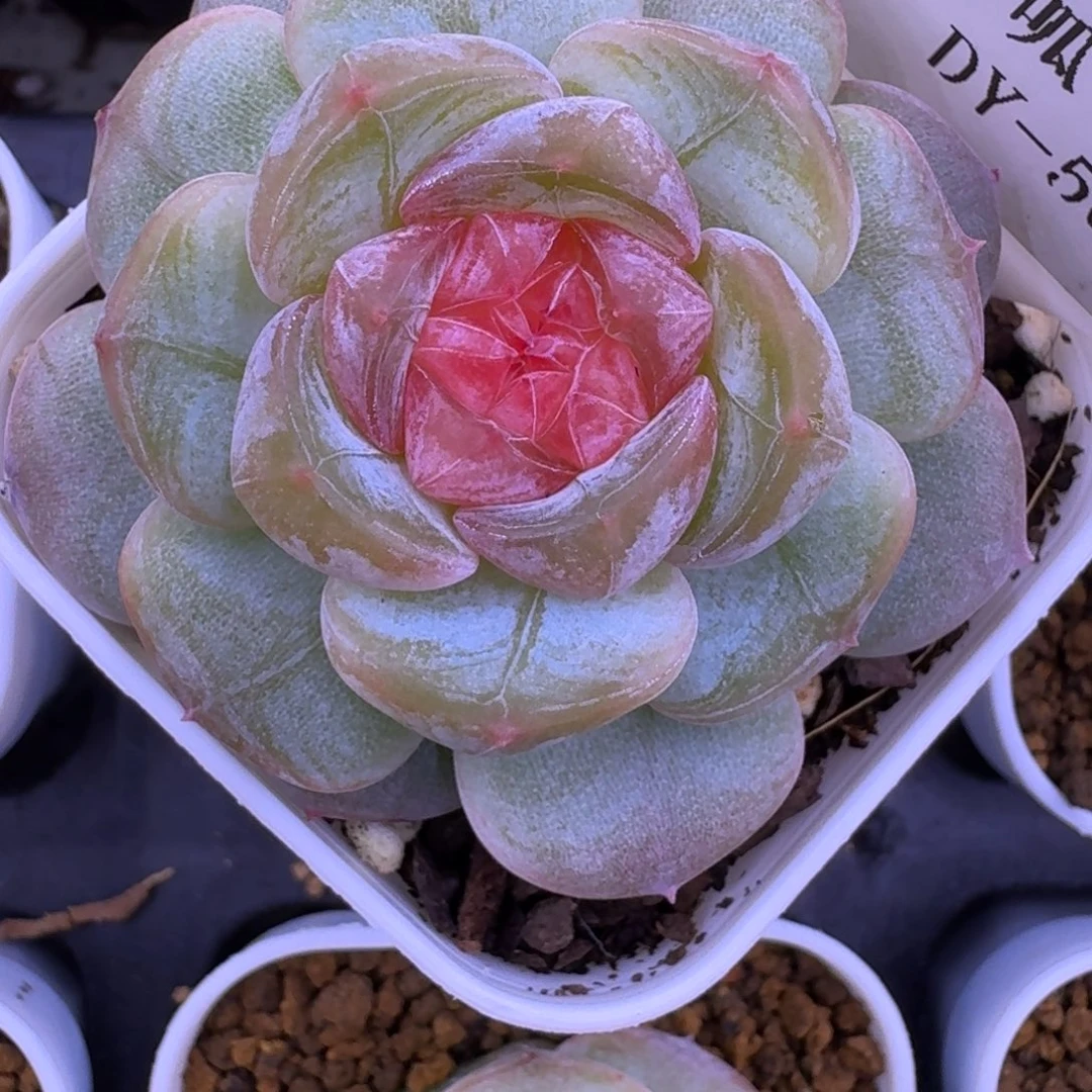 1010-56-1008单头一颗