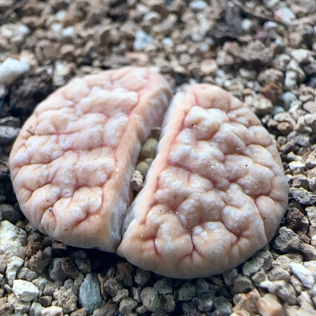 0696/189*309a拿铁/