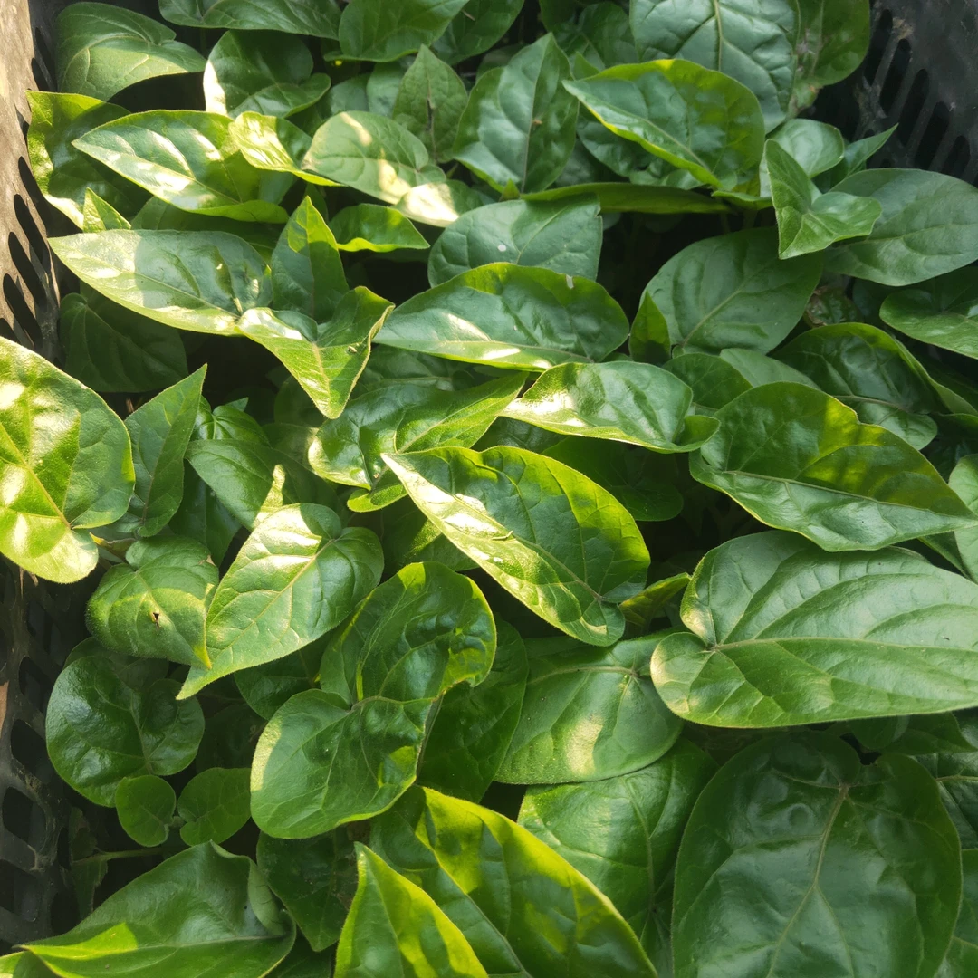 云南大树番茄苗一件60棵