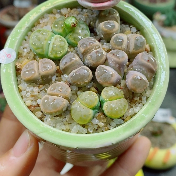 生石花花花花花花619