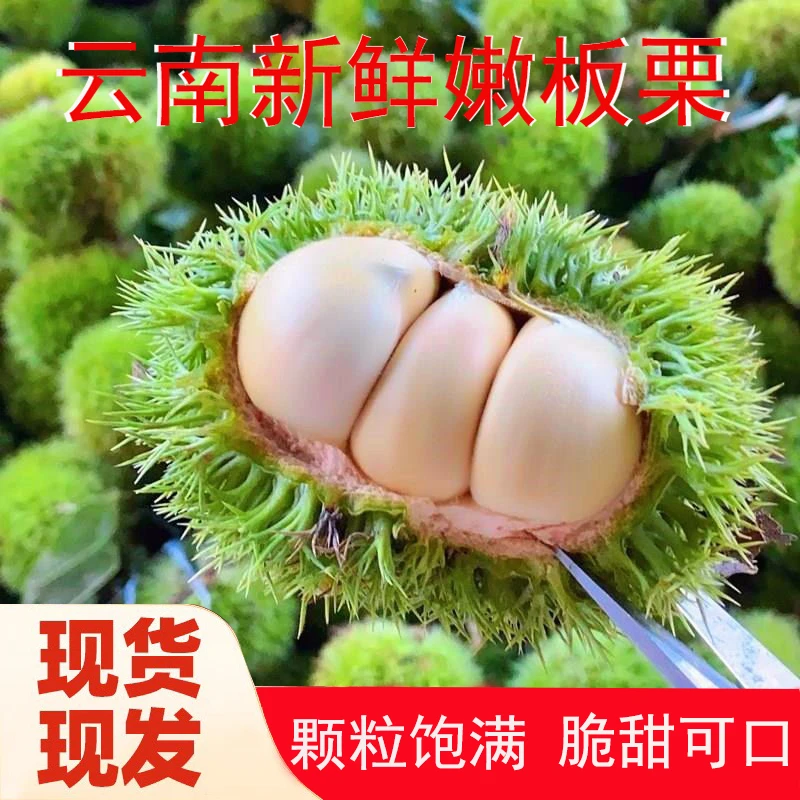 2025云南新鲜嫩栗子带刺球发货板栗油粟板栗现摘现发脆甜可口