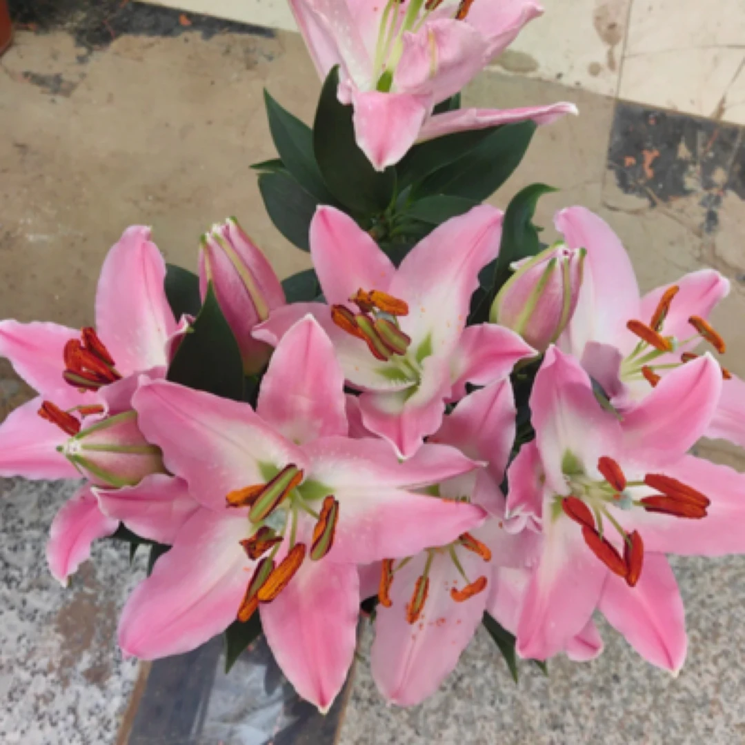 纪念品  粉色单瓣香水百合花期长新手易养护