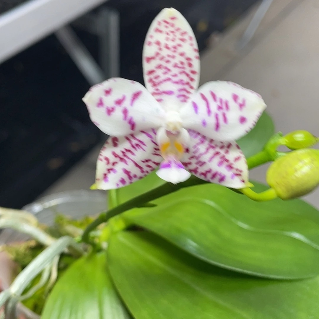 完全开放神似龙峰 开花株 611号