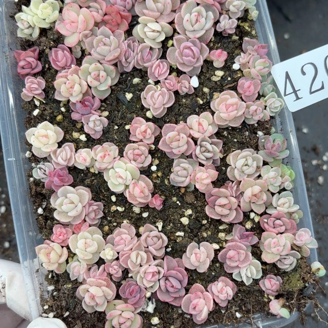 多肉植物多肉植物426