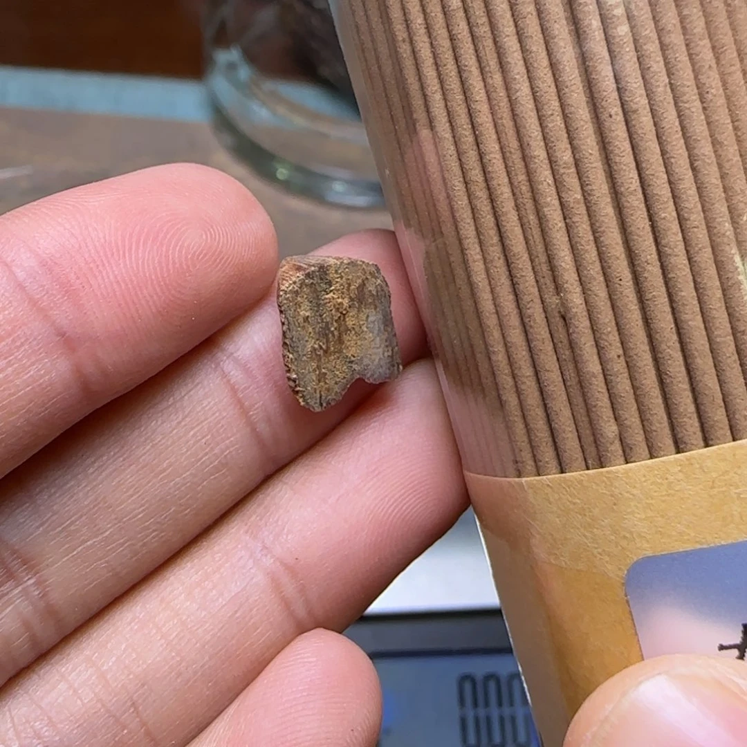 海南熟结树心0.3克重