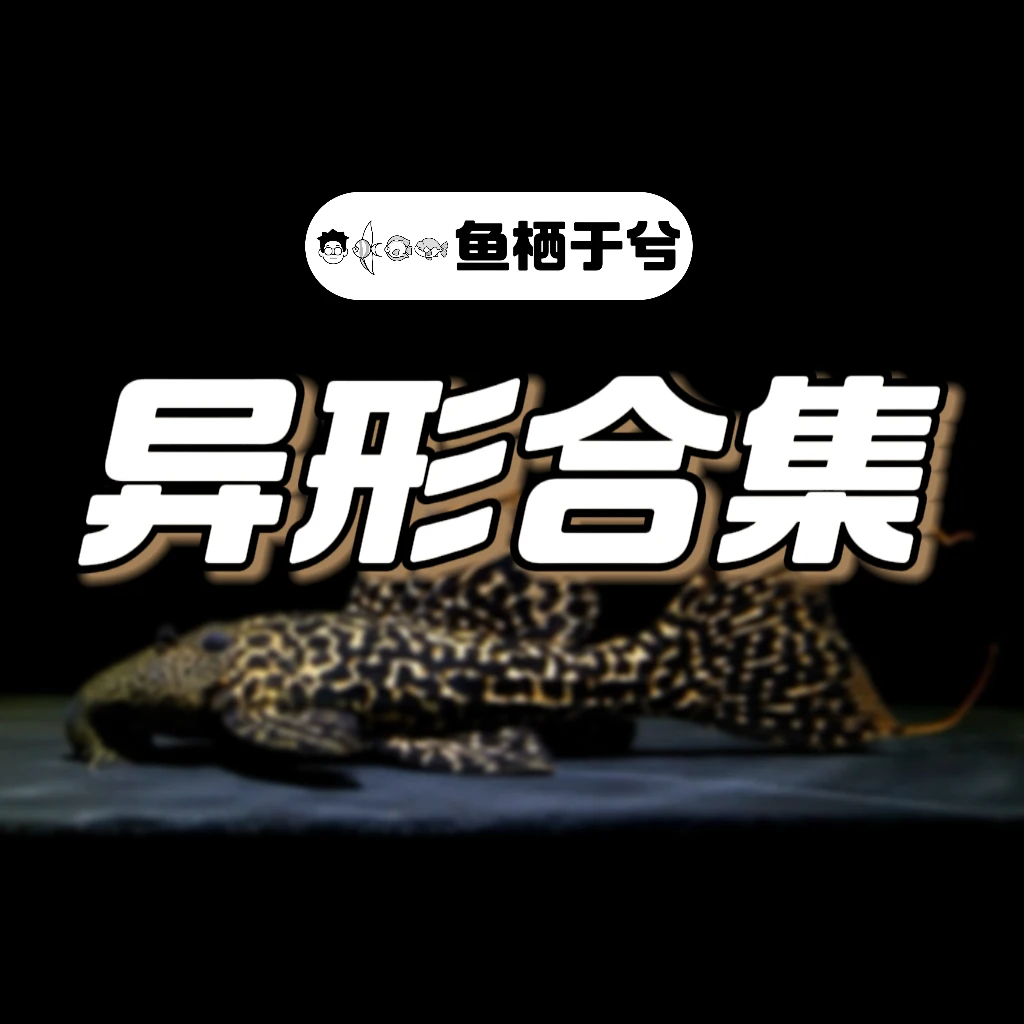 【鱼栖于兮】异形合集 高端活体热带观赏鱼南美鼠鱼异形鱼