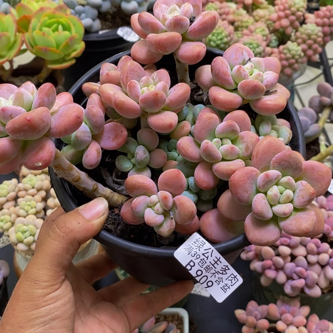 909樱花洛神16cm多肉
