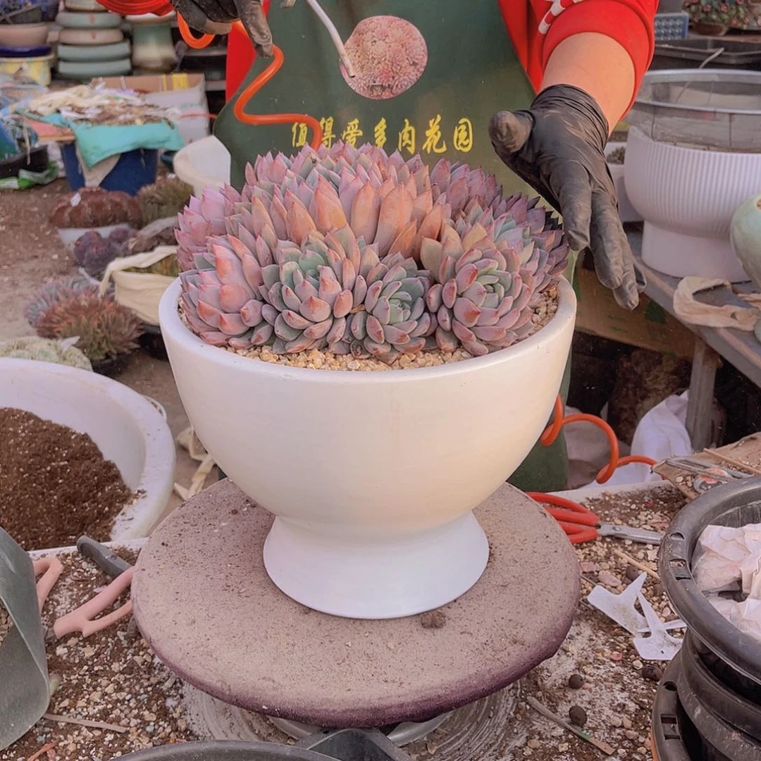 一**茶多肉奶茶姐卡带盆