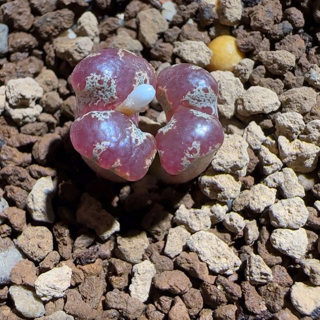 肉锥多肉植物组合-蝴蝶891有疤