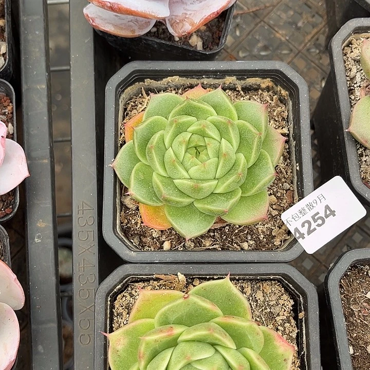 阿雅园艺。   4254