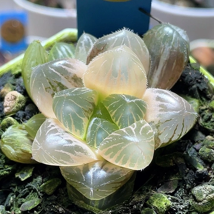 918糊斑巨大巨赤锦一物