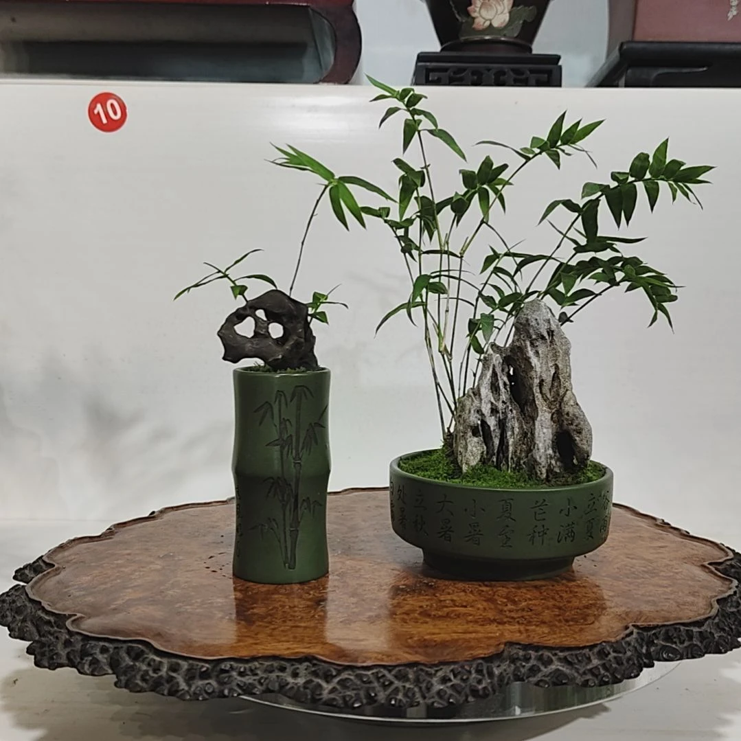 无花朵盆景，凤尾竹，太湖石