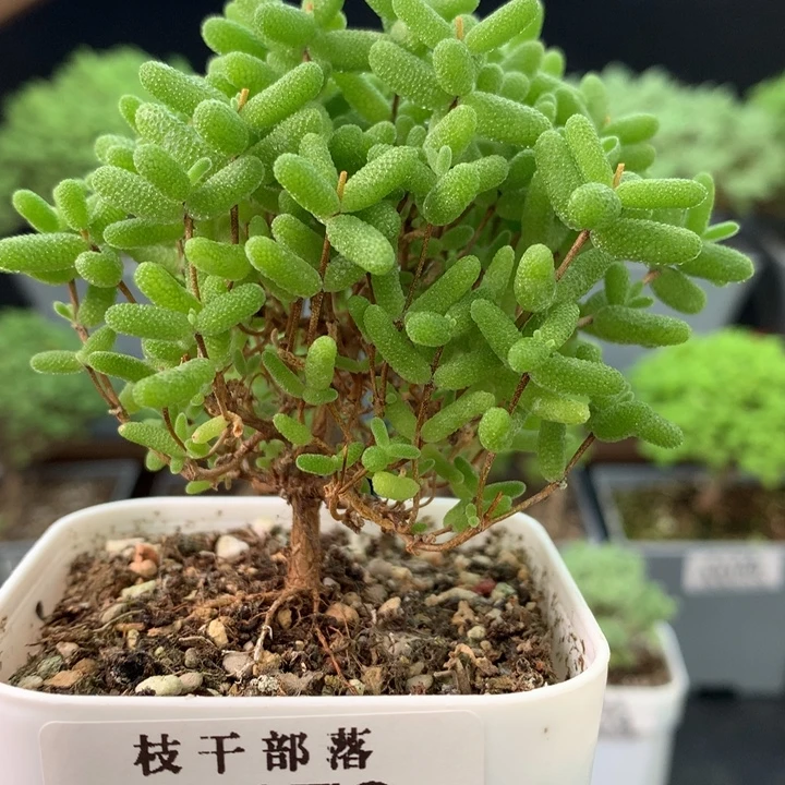 0173。 蜜橘糖球。