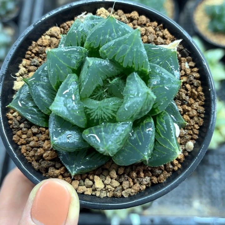 胖娃娃三仙寿多肉植物