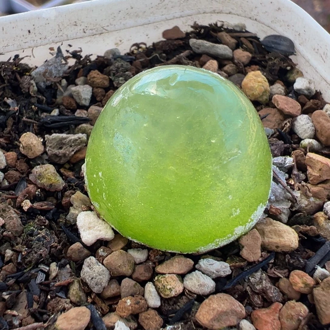 752多肉植物种类多样