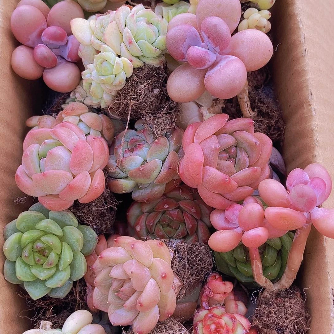 000000000001量拍保底20颗