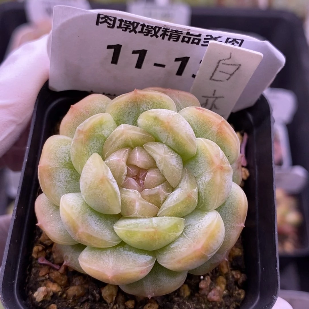 【闪购商品】11-13白恋