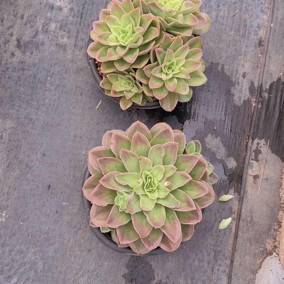 9迷雾森林多肉植物两颗