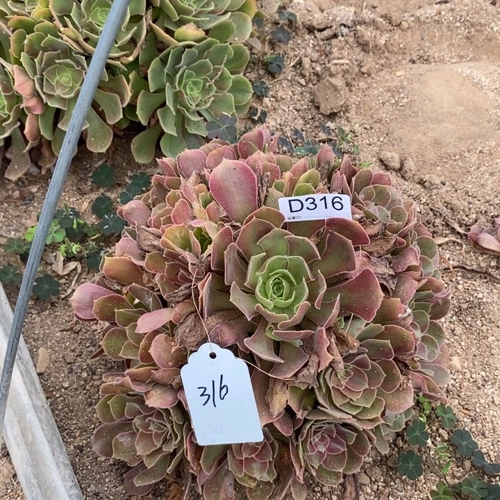 霞***姐316香妃多肉植物法师