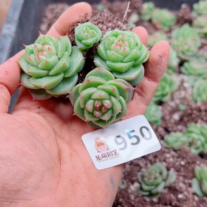 任***遥多肉植物多肉植物