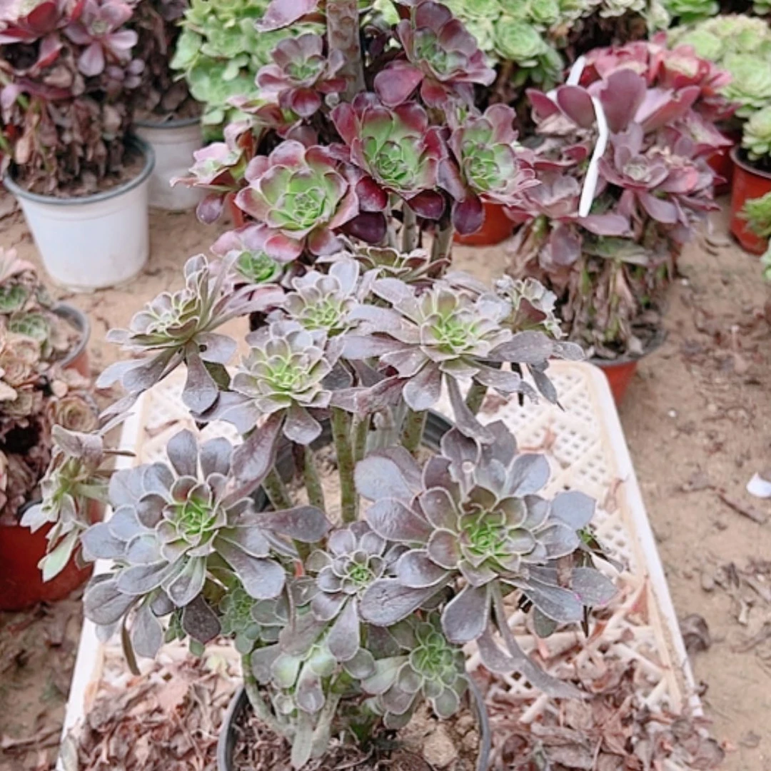 【闪购商品】无花朵永**材33号2颗多肉植物