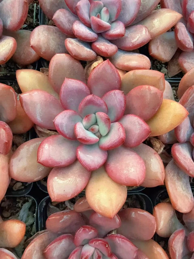 70#单头元气泡泡（4-7cm）脱土