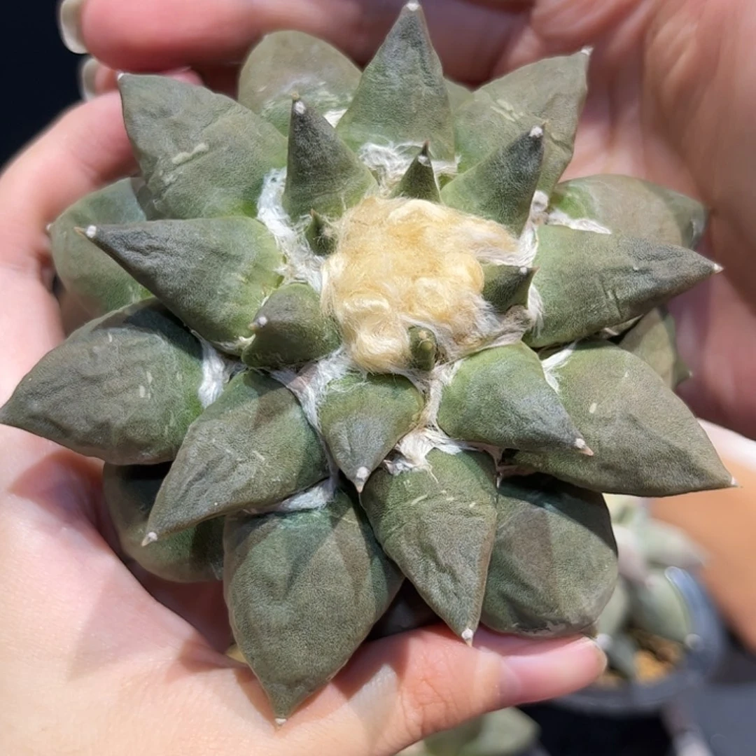 10cm自根大青瓷牡丹杂萝卜根