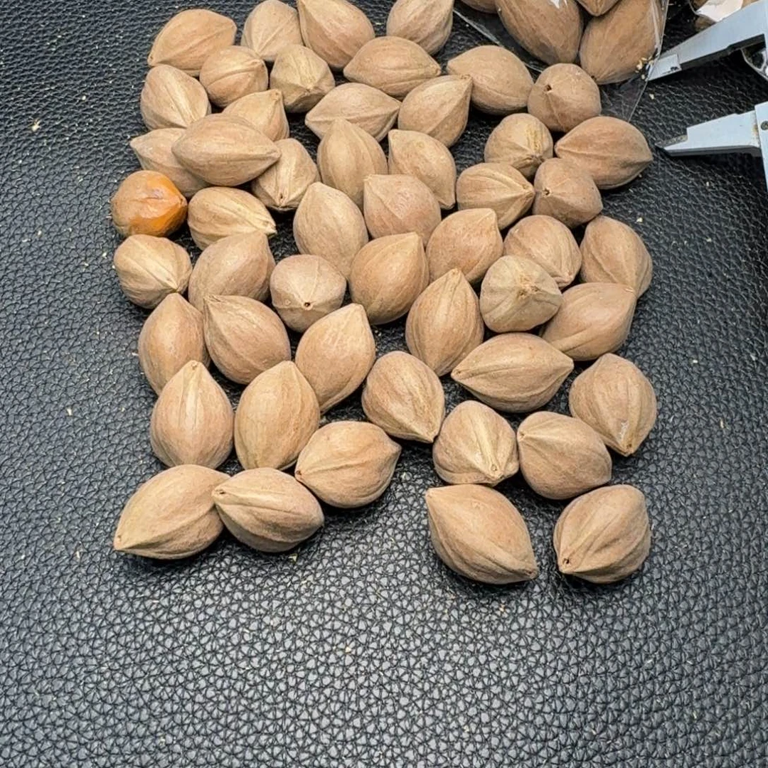 ****粒橄榄核手串/手链1