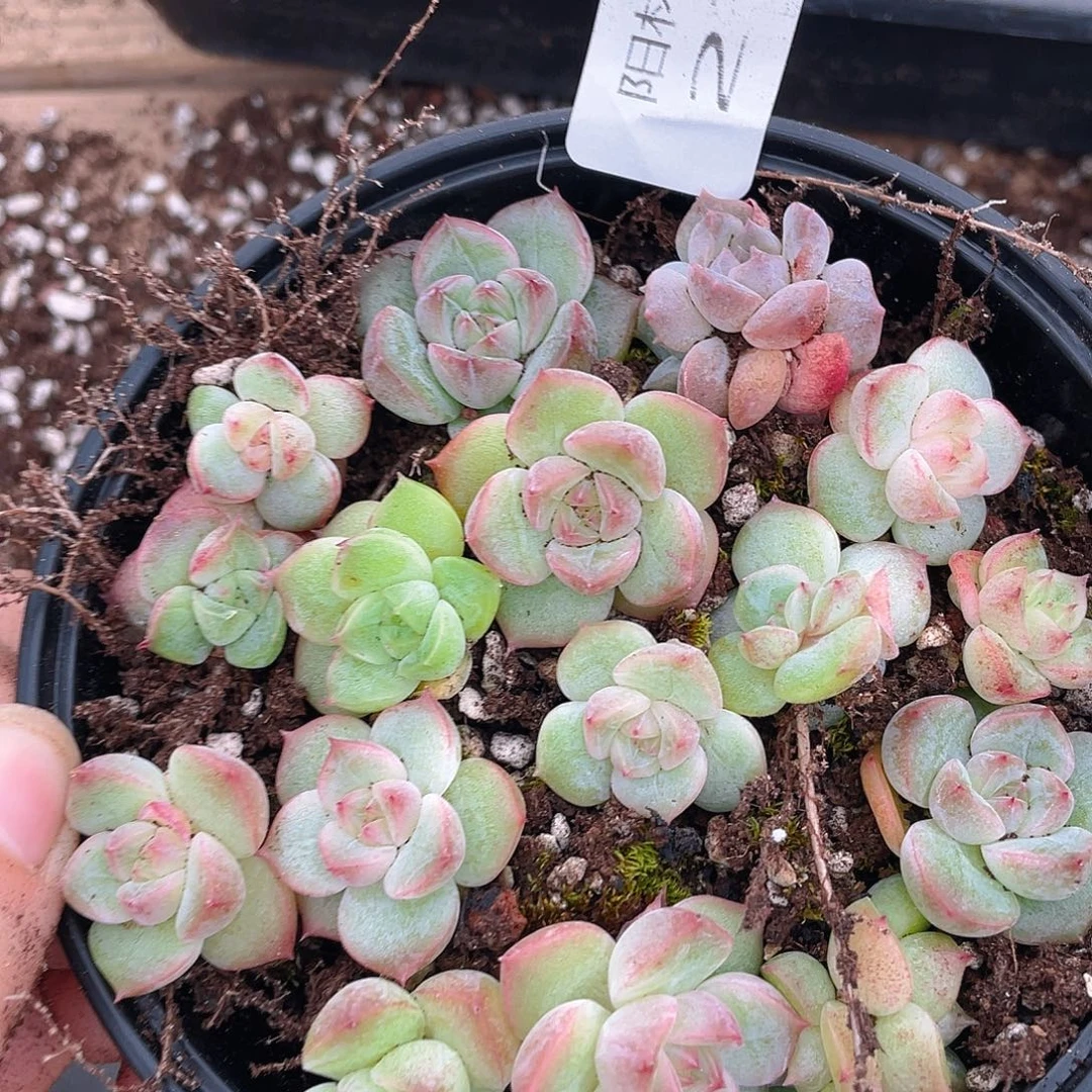 多肉植物多肉植物272