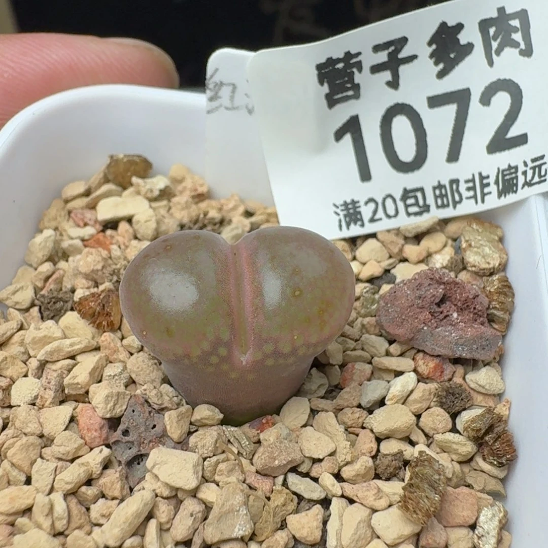 红流沙带盆土。