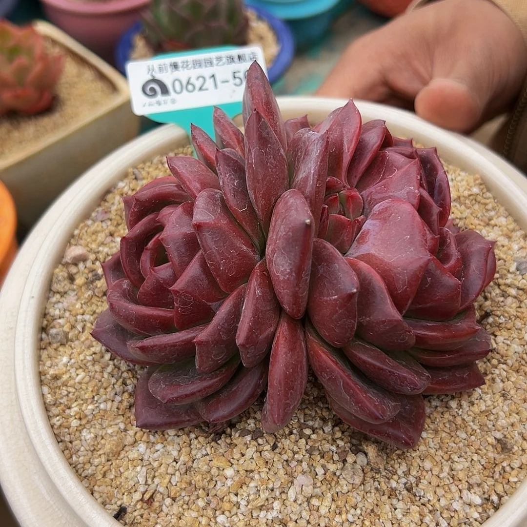 多肉一物一拍0621-50
