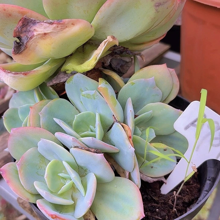 菊*姐雪凤一物一拍A989..