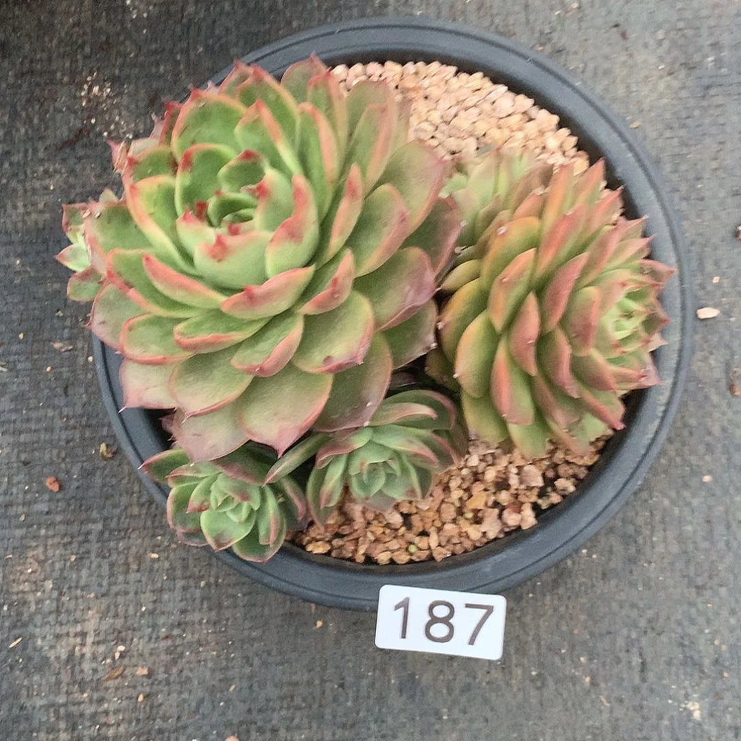187 一物一拍多肉