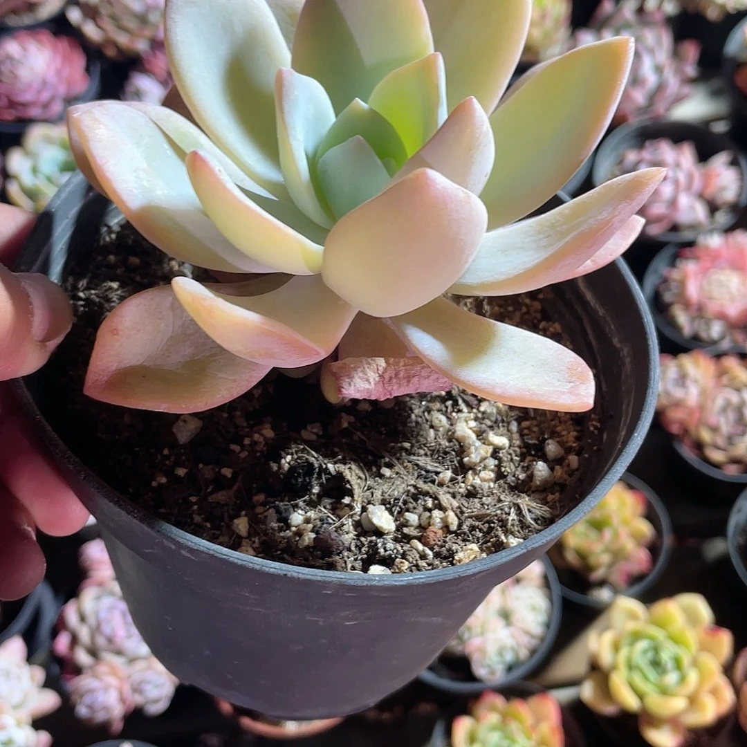 差****?2342  奶凤  六月六