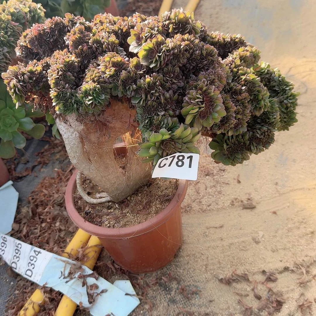 781万缀有伤一颗呀呀