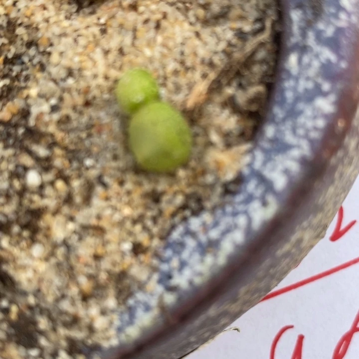 1762双头拉登一颗